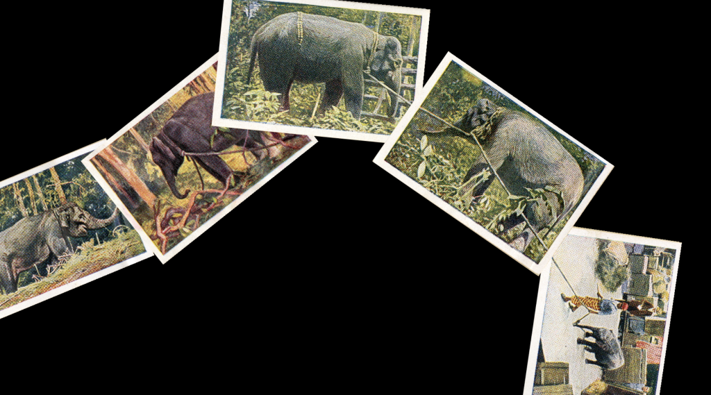 In the wildness with Carl Hagenbeck